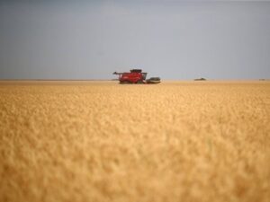 урожай_пшеницы_2021
