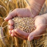 grain_harvest_2021